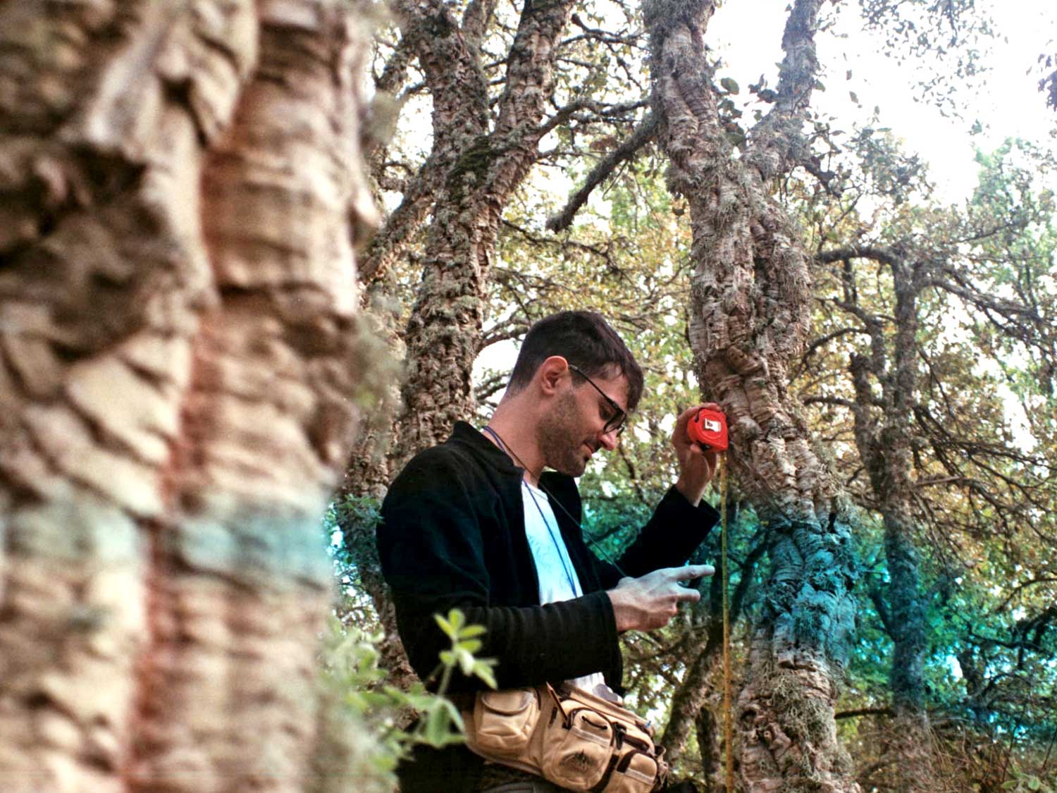 Risposte della comunità lichenica epifita alla struttura forestale e al microclima nei boschi mediterranei